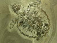 Fossil skildpaddeunge 'Luffe'